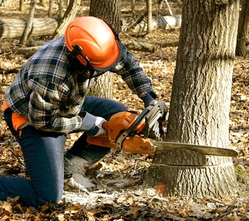 Tree Removal in Pawnee, TX